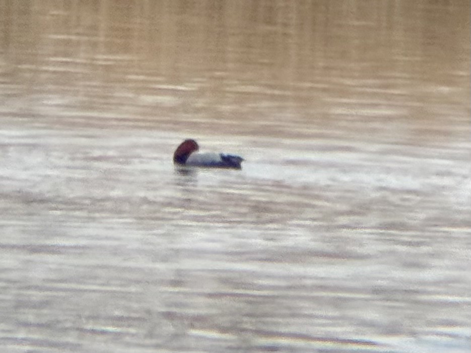 Porrón Americano - ML647581465