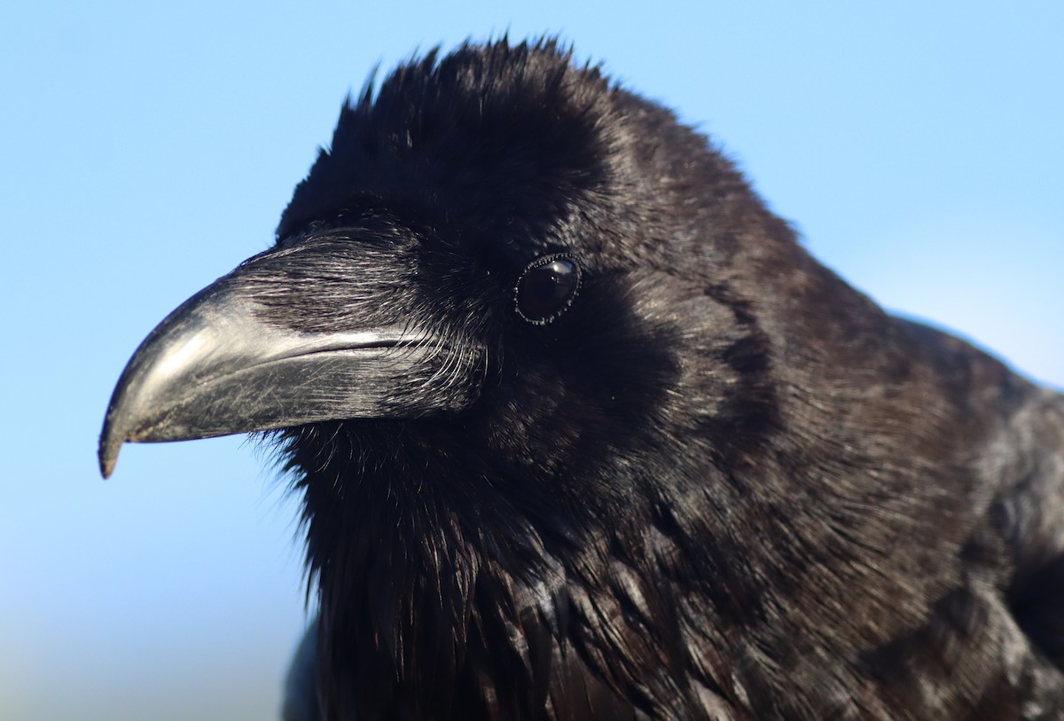 עורב שחור - ML647581500
