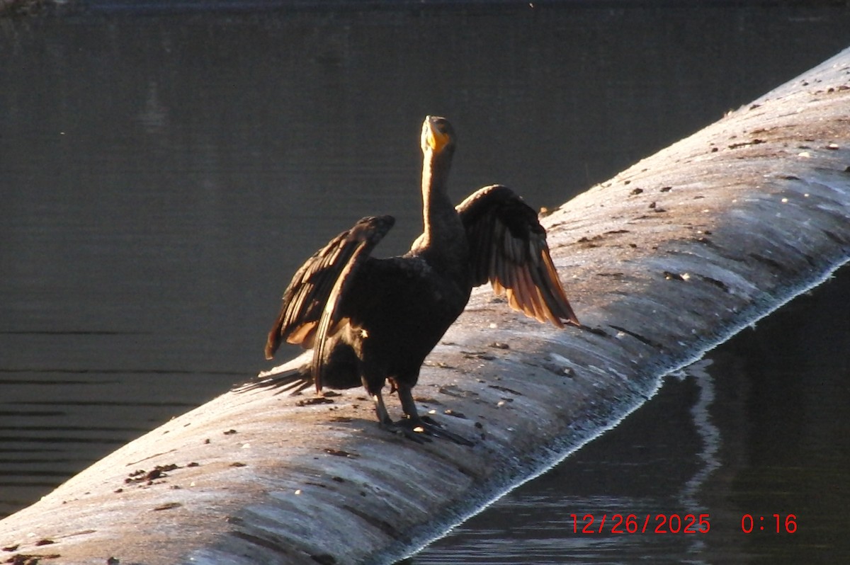 Cormoran à aigrettes - ML647581505