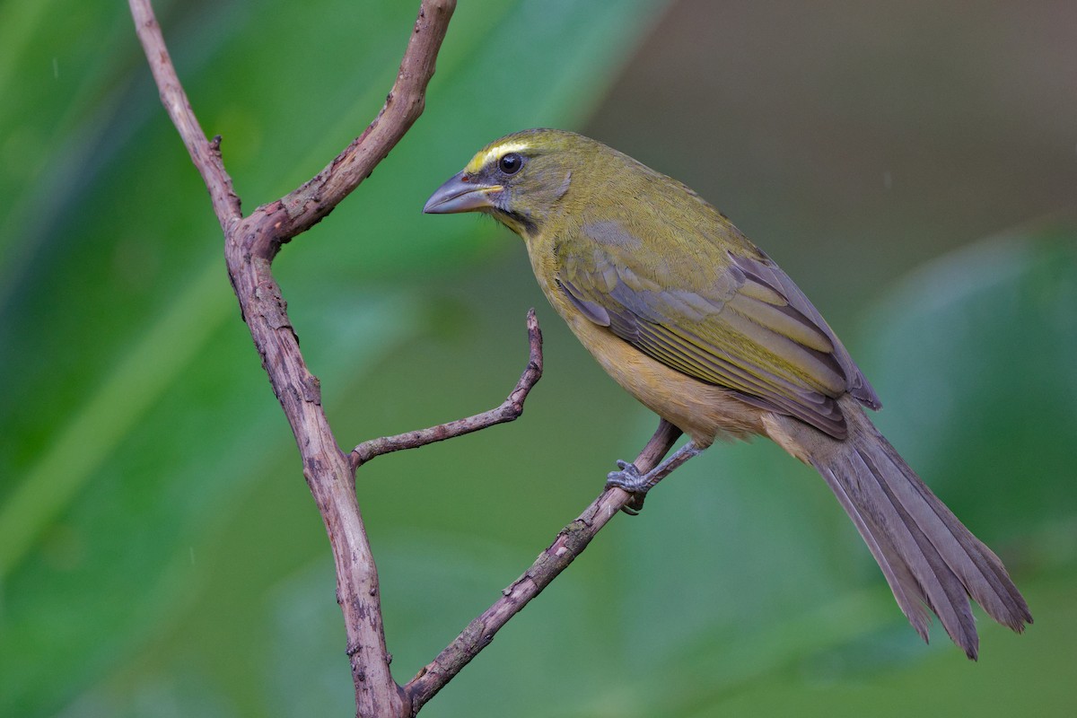 Cinnamon-bellied Saltator - ML647581513