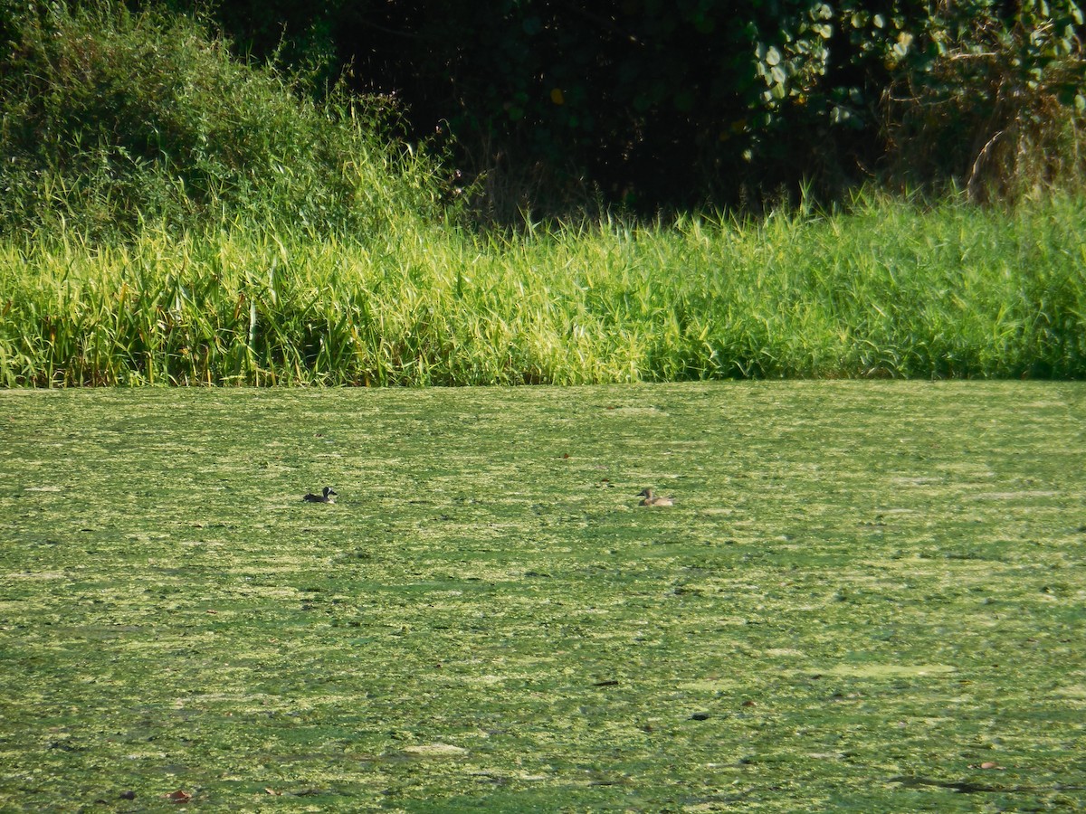 Blue-winged Teal - ML647581531