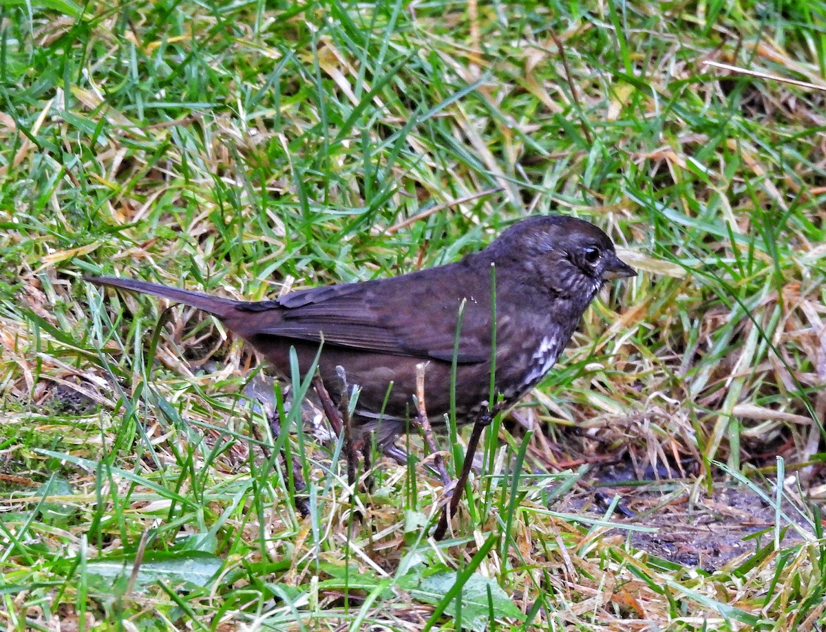 strnadec kaštanový - ML647581547