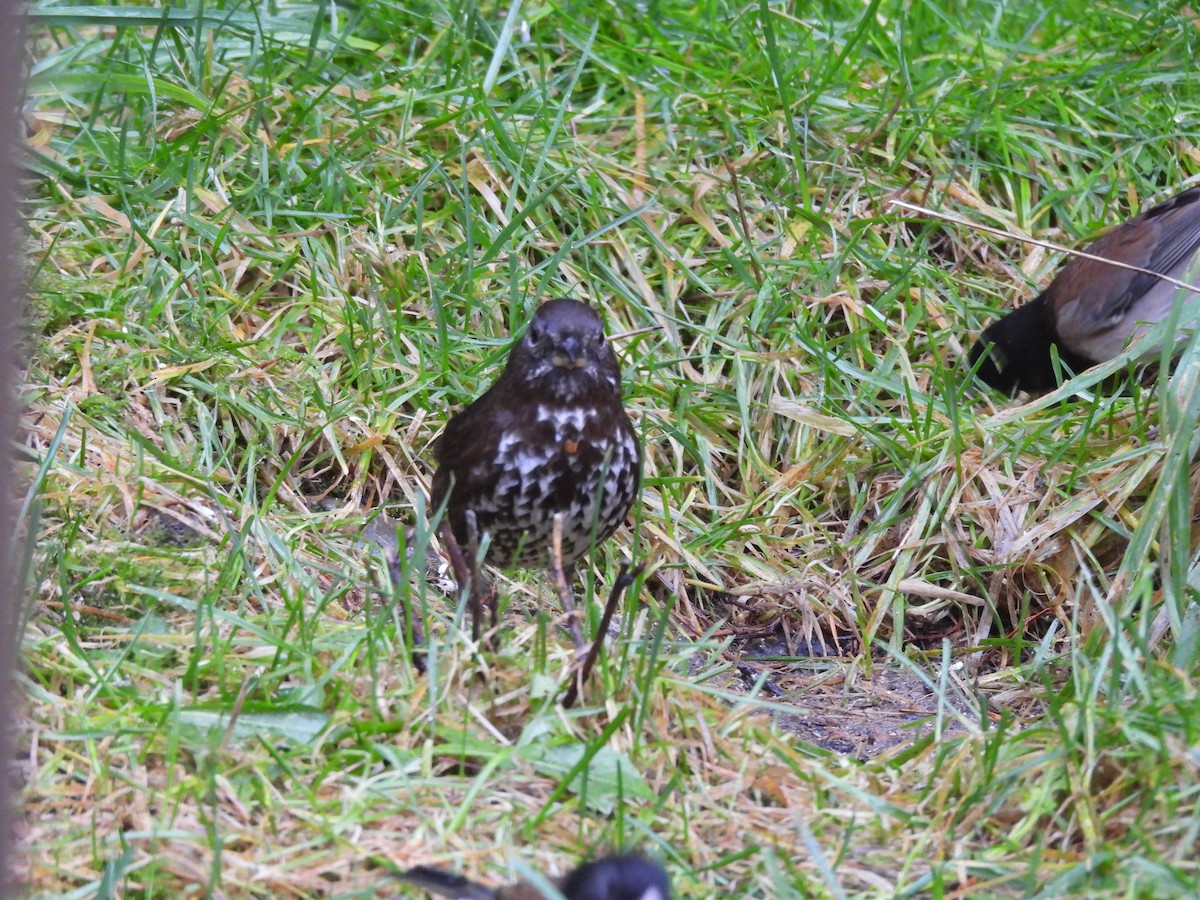 strnadec kaštanový - ML647581548