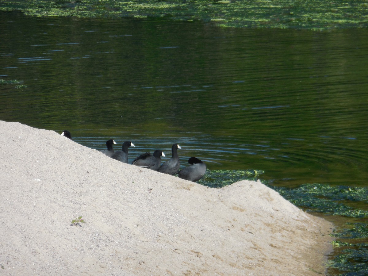 American Coot - ML647581551