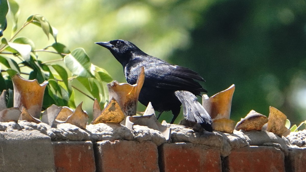 Scrub Blackbird - ML647581564