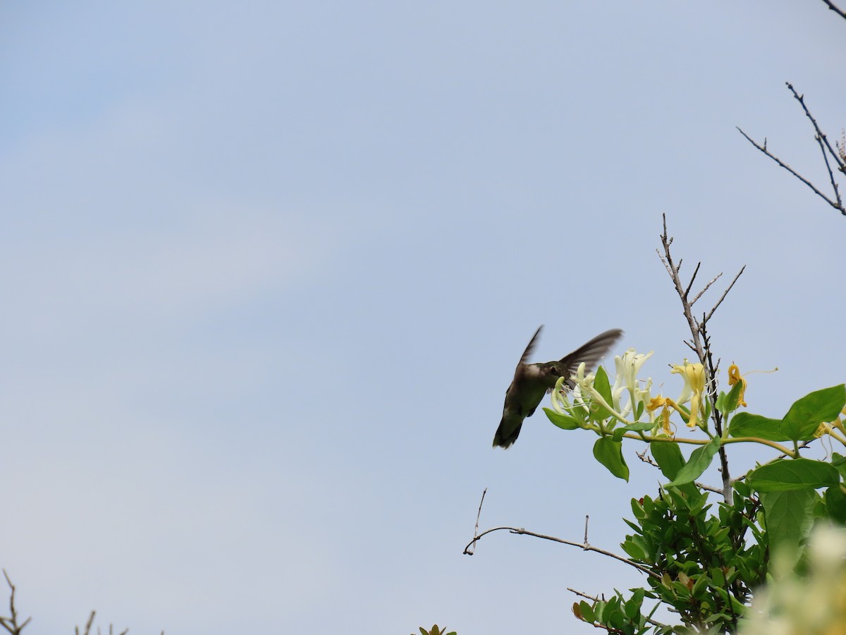 Колібрі рубіновогорлий - ML647581578