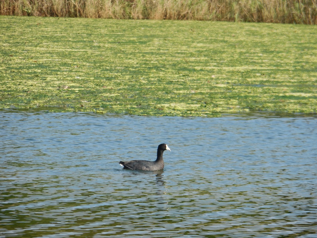 American Coot - ML647581585