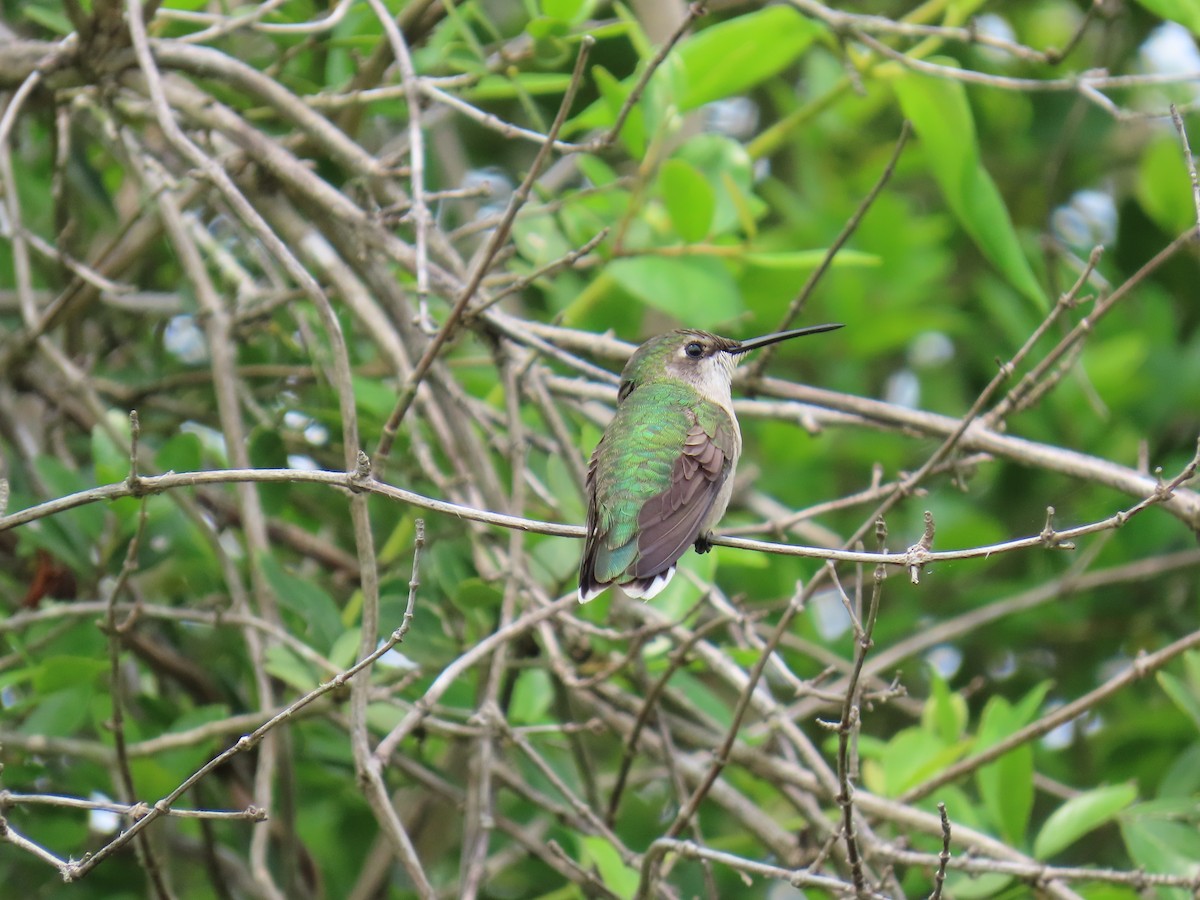 Колібрі рубіновогорлий - ML647581586