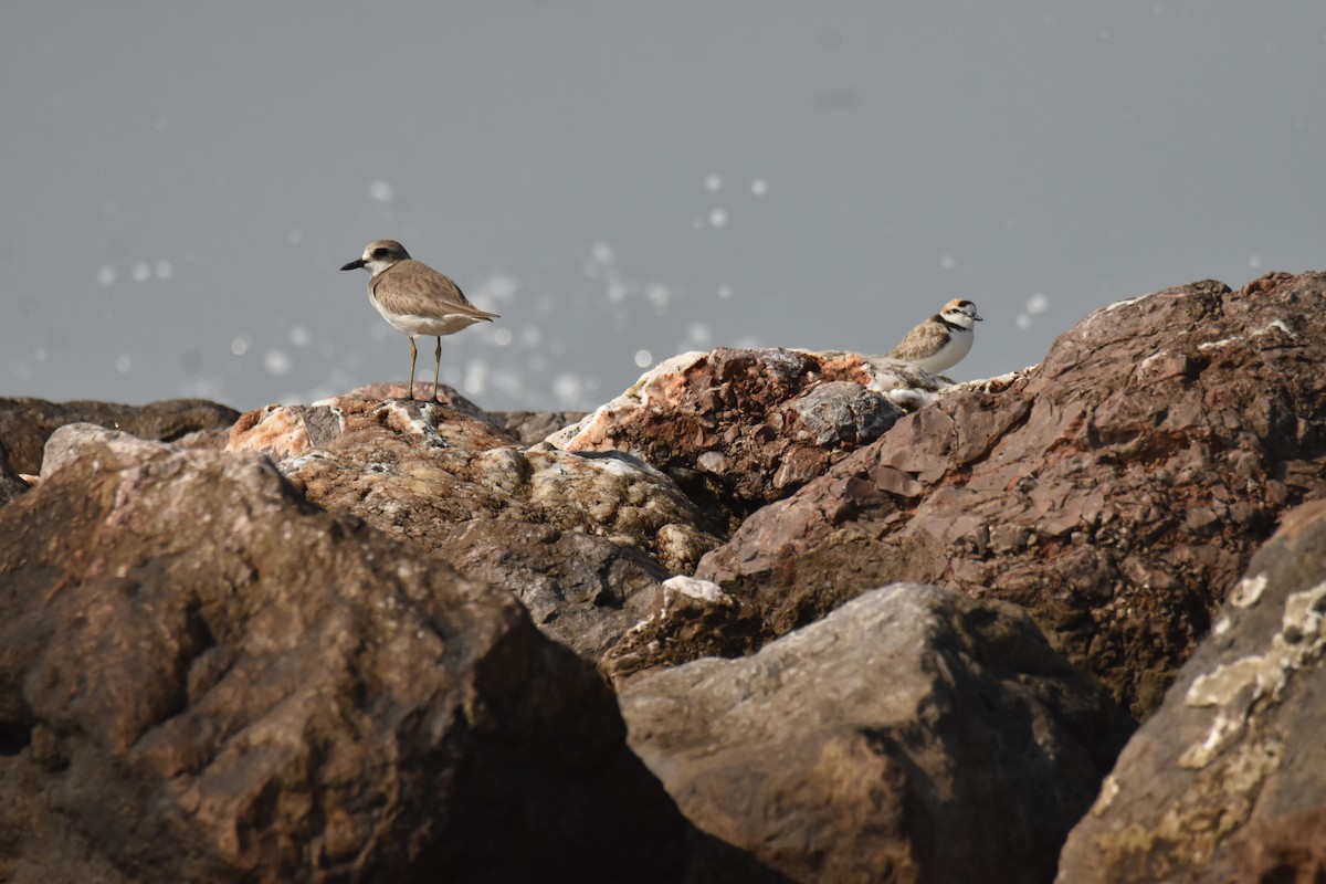 Malaysian Plover - ML647581587