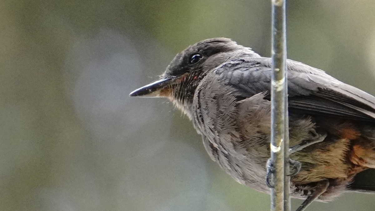 Vermilion Flycatcher (obscurus Group) - ML647581589
