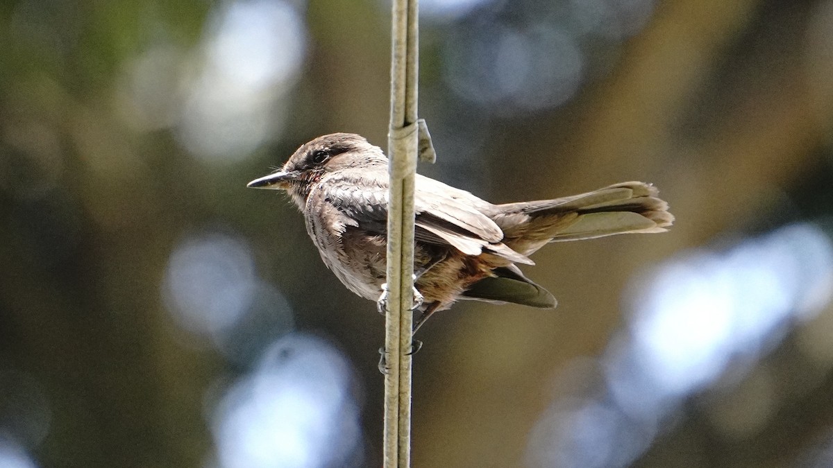 Vermilion Flycatcher (obscurus Group) - ML647581590