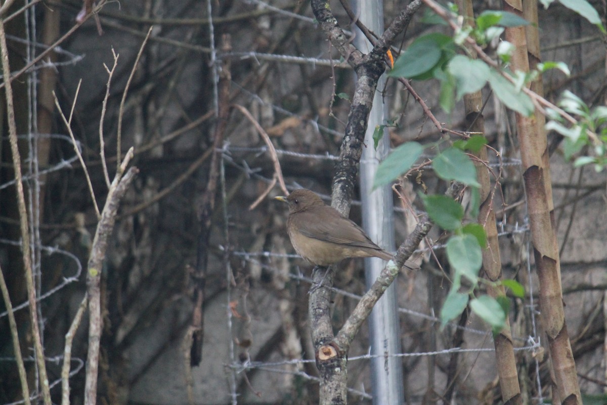 Clay-colored Thrush - ML647581591