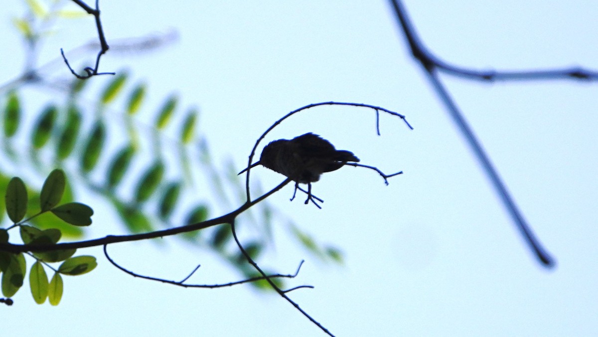Peruvian Sheartail - ML647581592