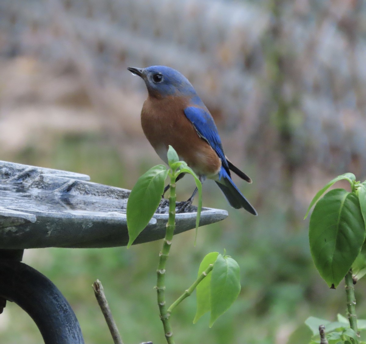 Eastern Bluebird - ML647581593