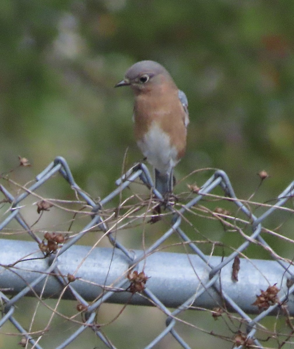 Eastern Bluebird - ML647581594