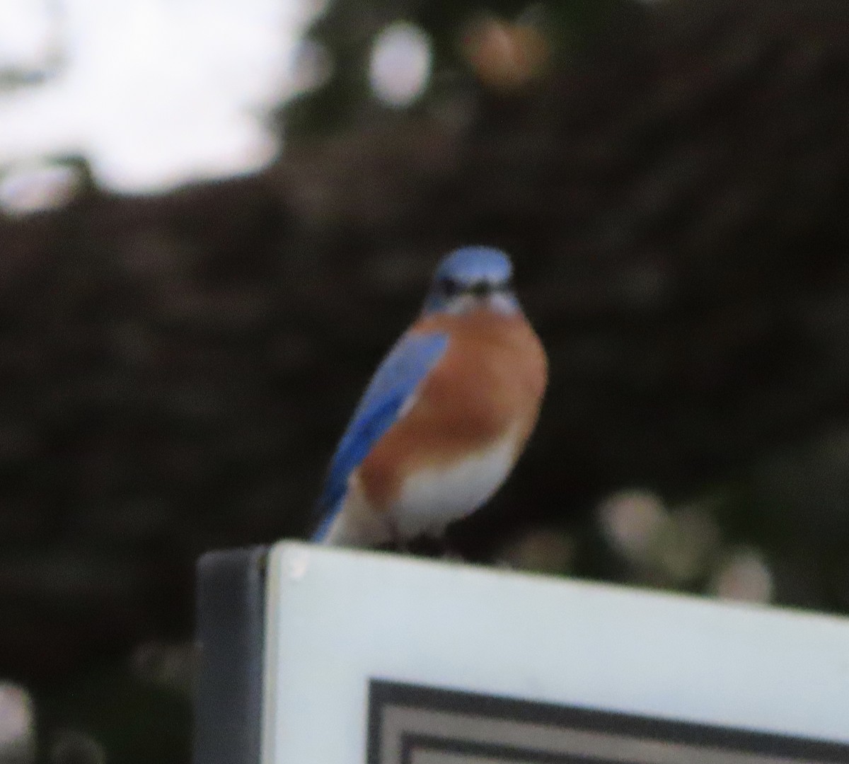 Eastern Bluebird - ML647581595