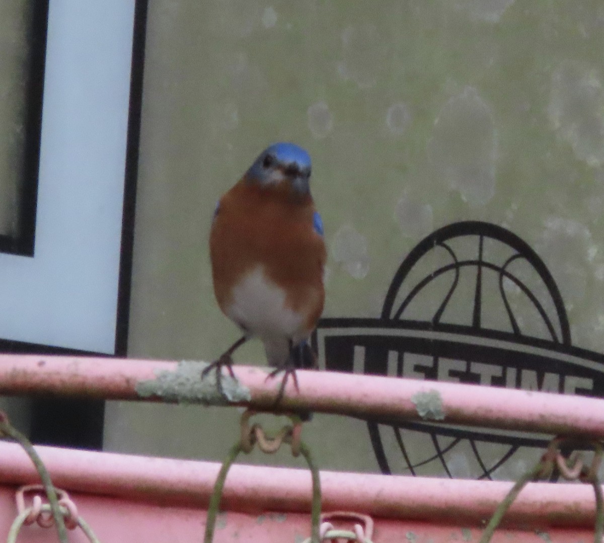 Eastern Bluebird - ML647581596