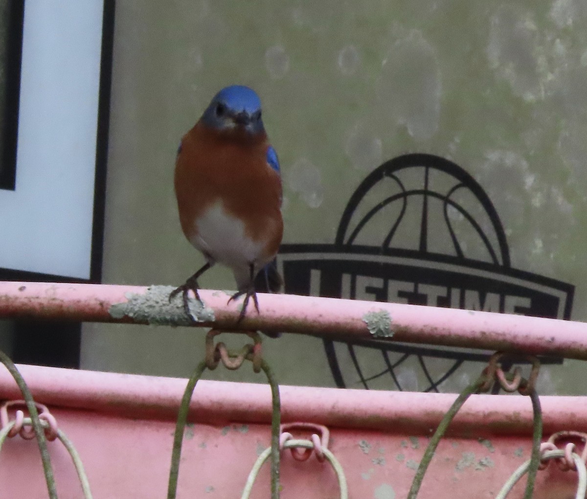 Eastern Bluebird - ML647581597