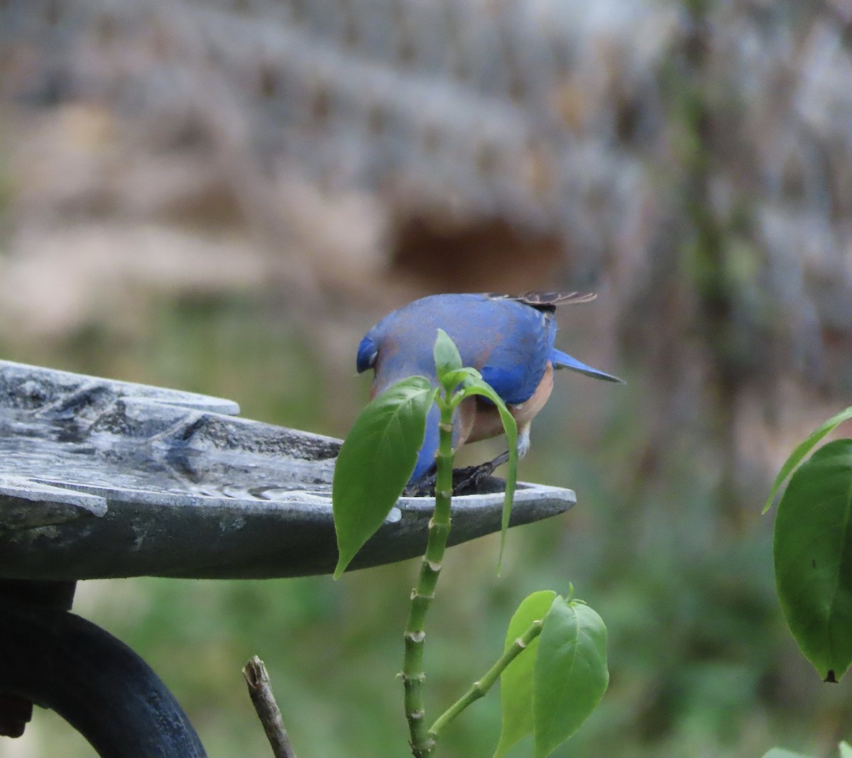 Eastern Bluebird - ML647581598