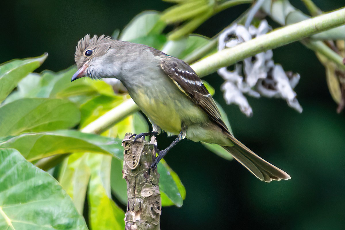 Large Elaenia - ML647581599