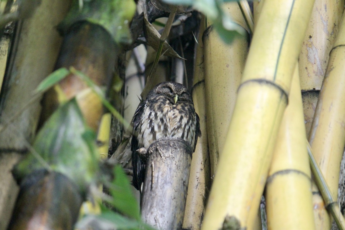 Mottled Owl - ML647581600