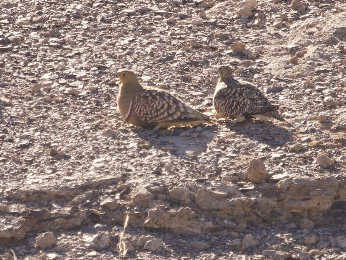 Namaqua Sandgrouse - ML647581601