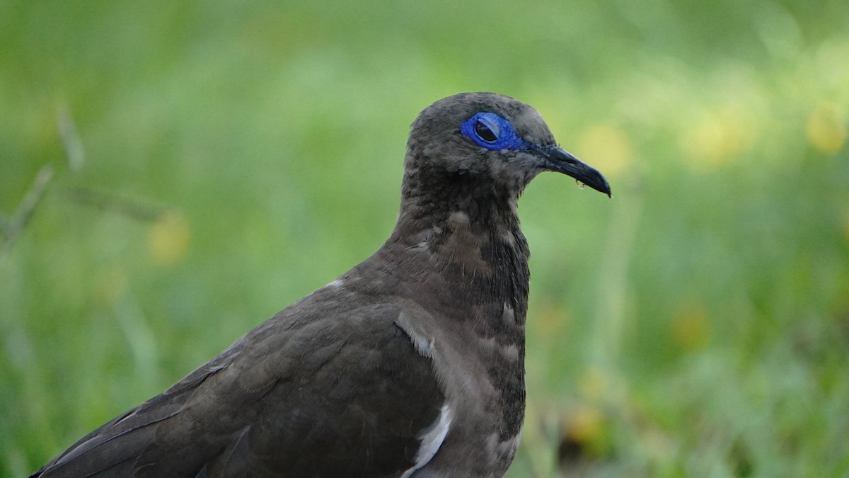 West Peruvian Dove - ML647581602