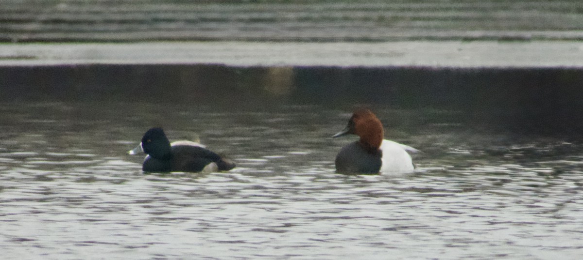 Canvasback - ML647581603