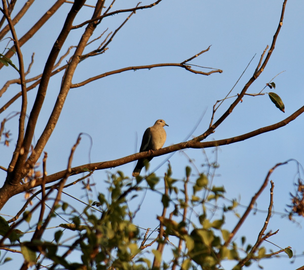 White-winged Dove - ML647581604