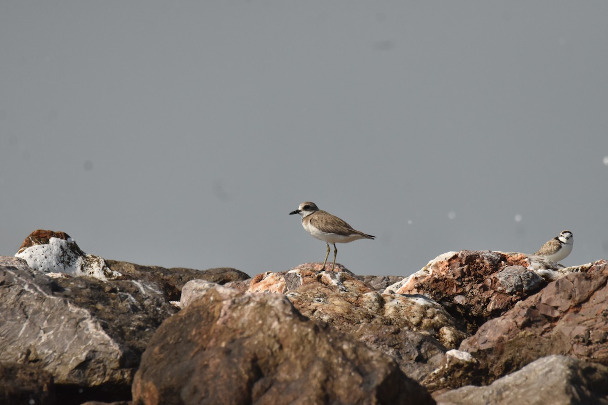 White-faced Plover - ML647581605