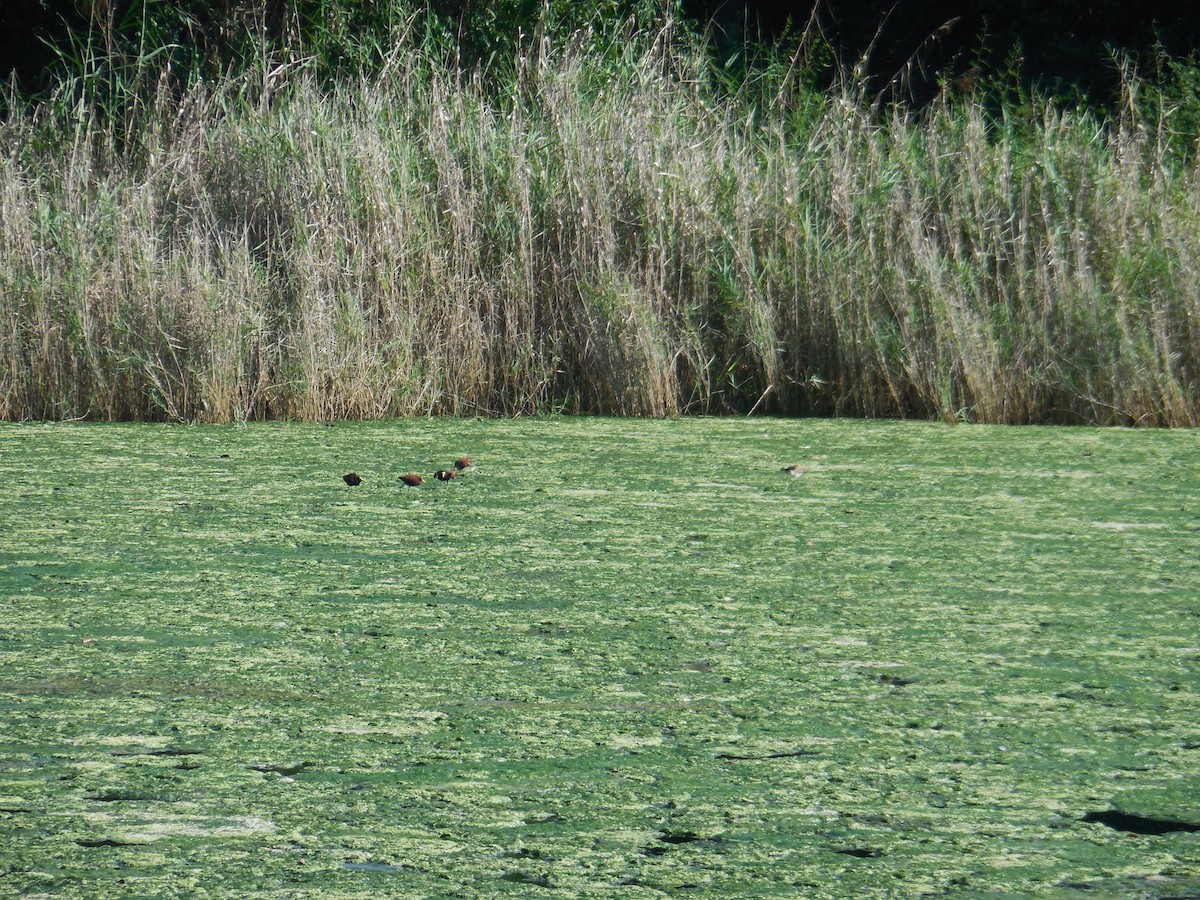 Northern Jacana - ML647581607