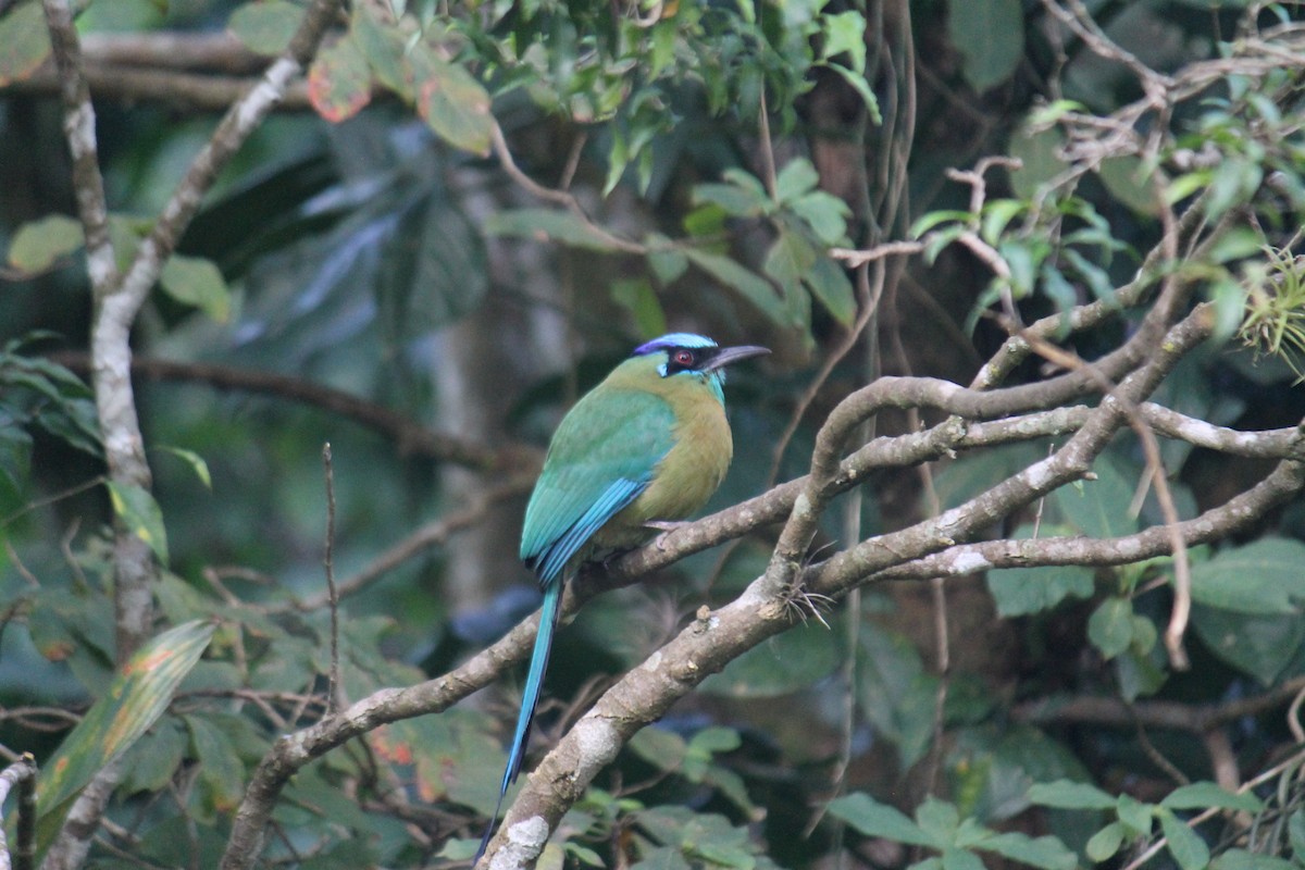 Lesson's Motmot - ML647581608