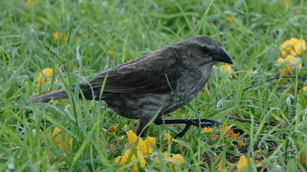 Shiny Cowbird - ML647581609