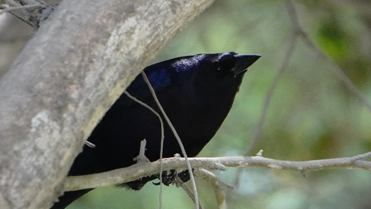 Shiny Cowbird - ML647581610