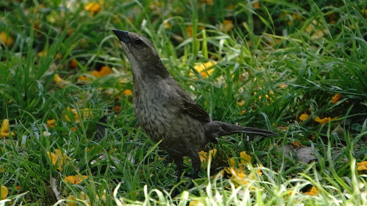 Shiny Cowbird - ML647581611