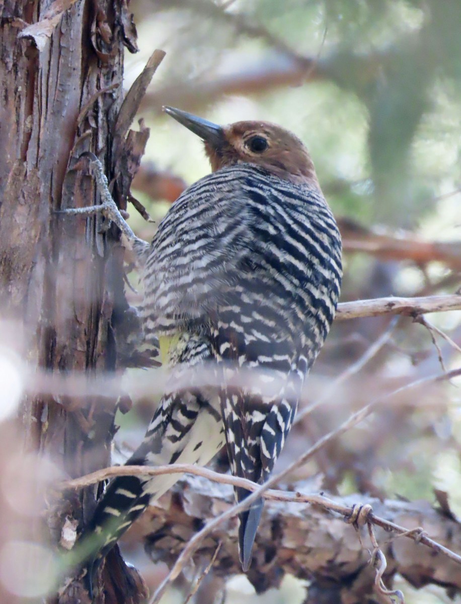 Williamson's Sapsucker - ML647581613
