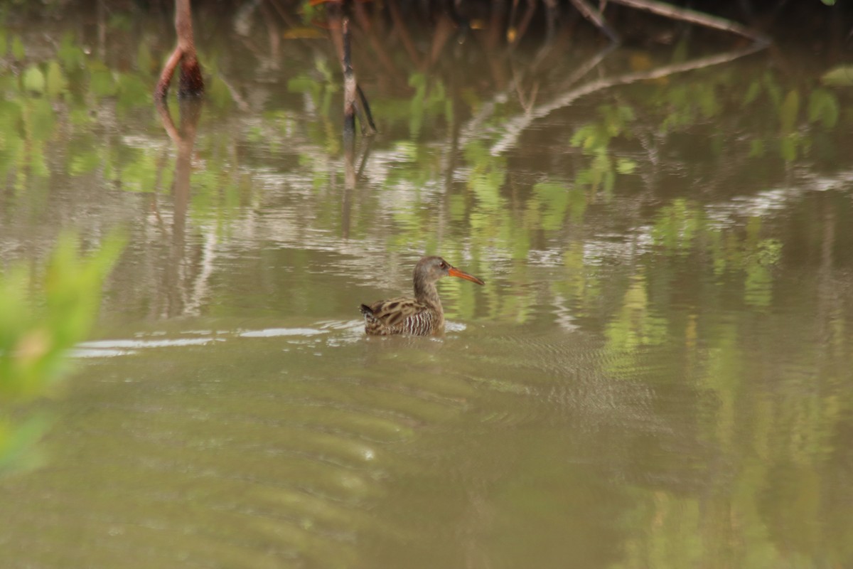Clapper Rail (Caribbean) - ML647581614