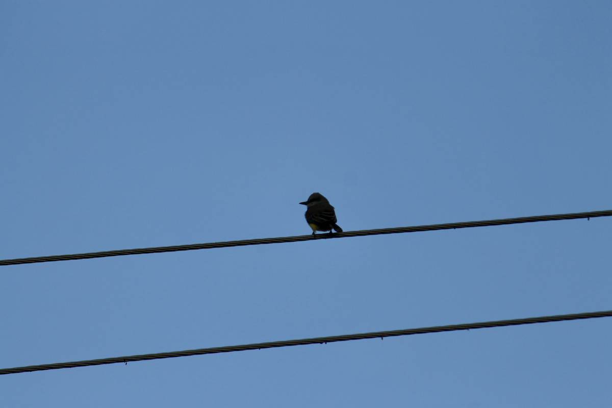 Tropical Kingbird - ML647581615