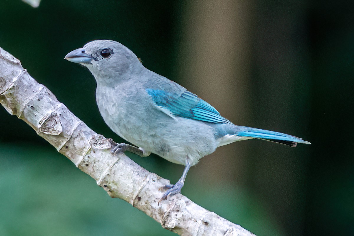 Sayaca Tanager - ML647581617