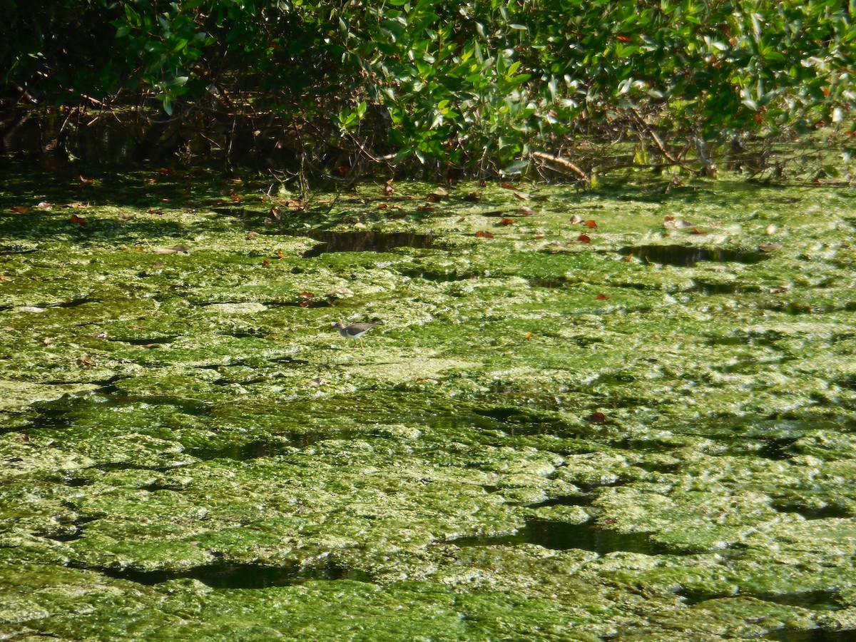 Spotted Sandpiper - ML647581618