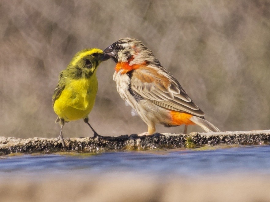 Southern Red Bishop - ML647581620