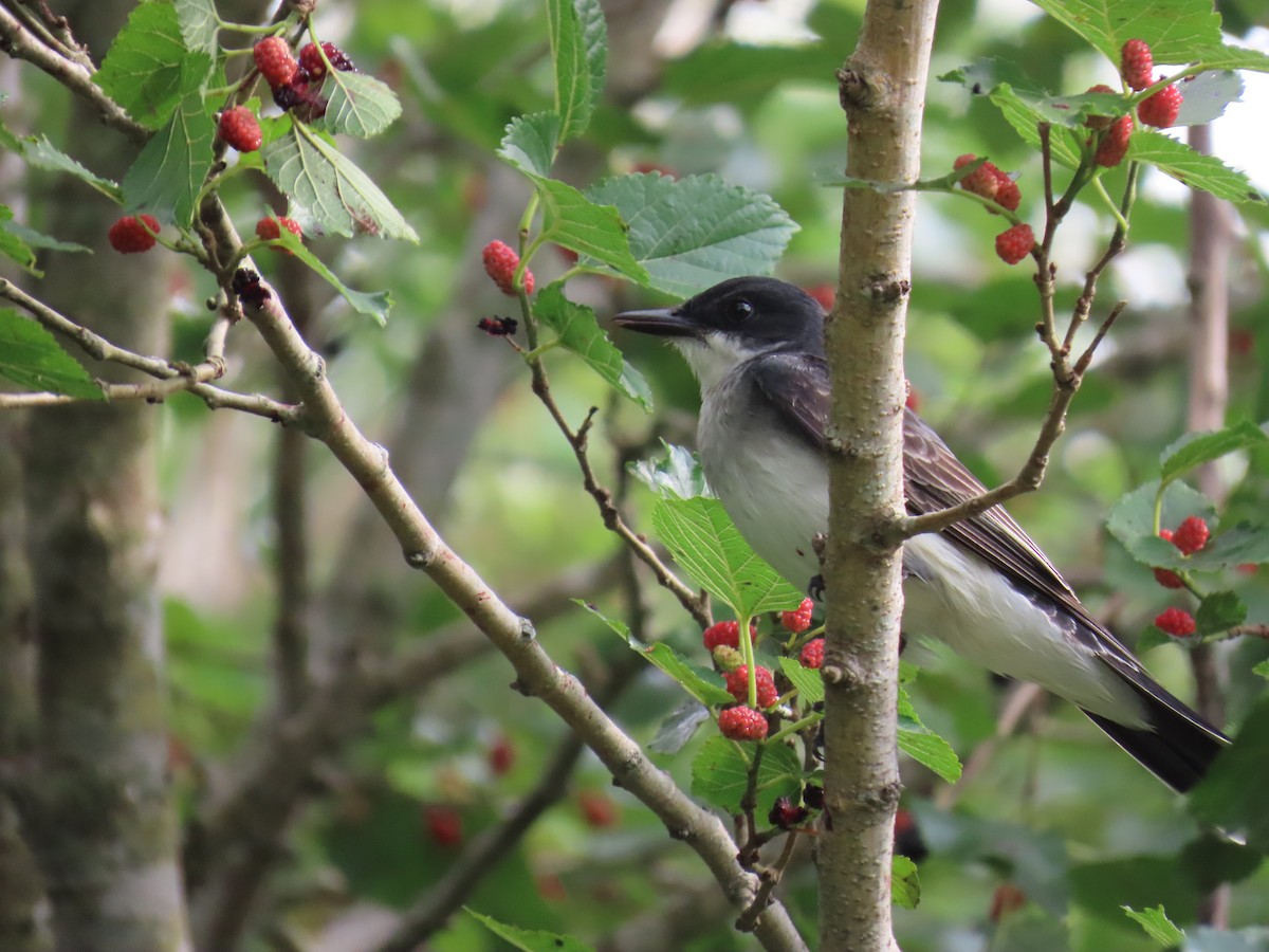 Tirano Oriental - ML647581628