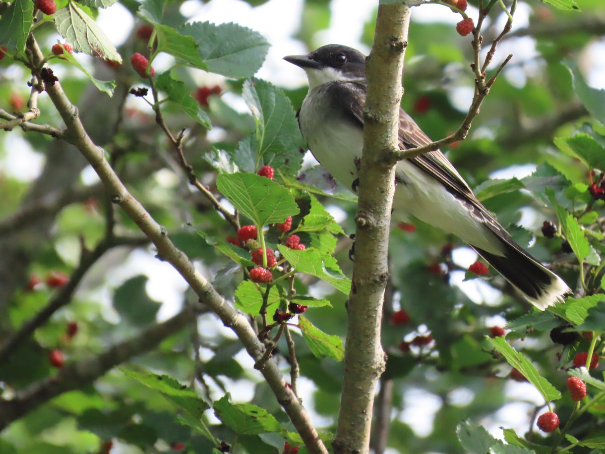 Tirano Oriental - ML647581629