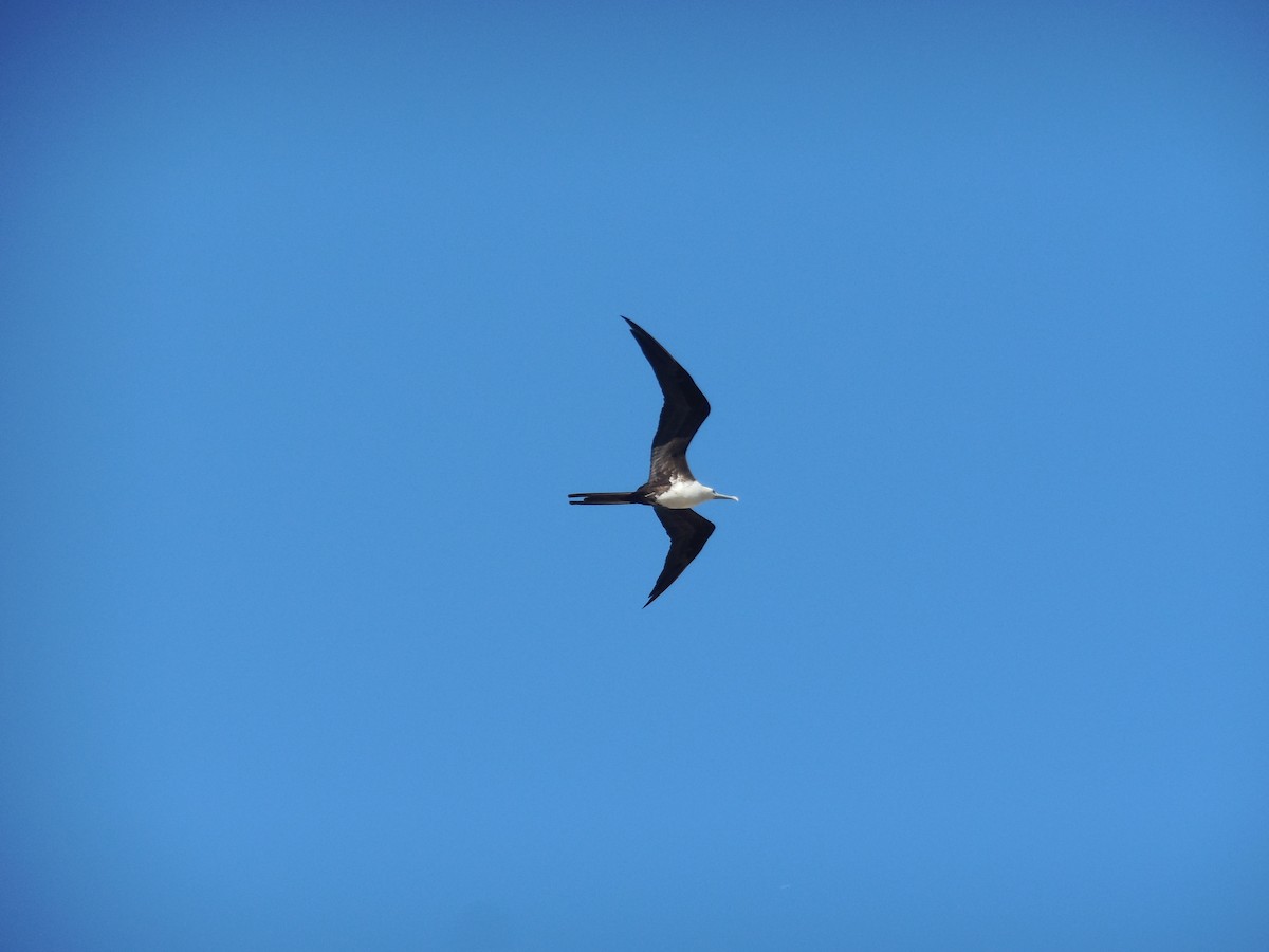 Magnificent Frigatebird - ML647581635