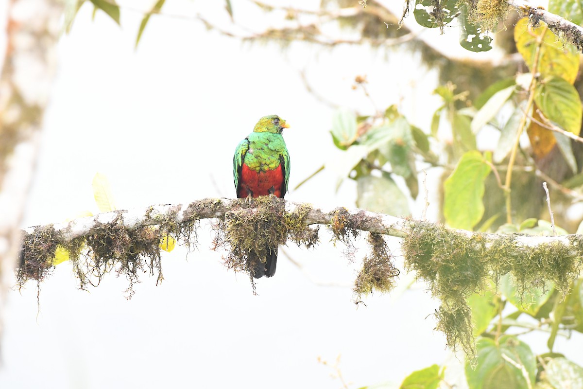 Quetzal doré - ML647581637