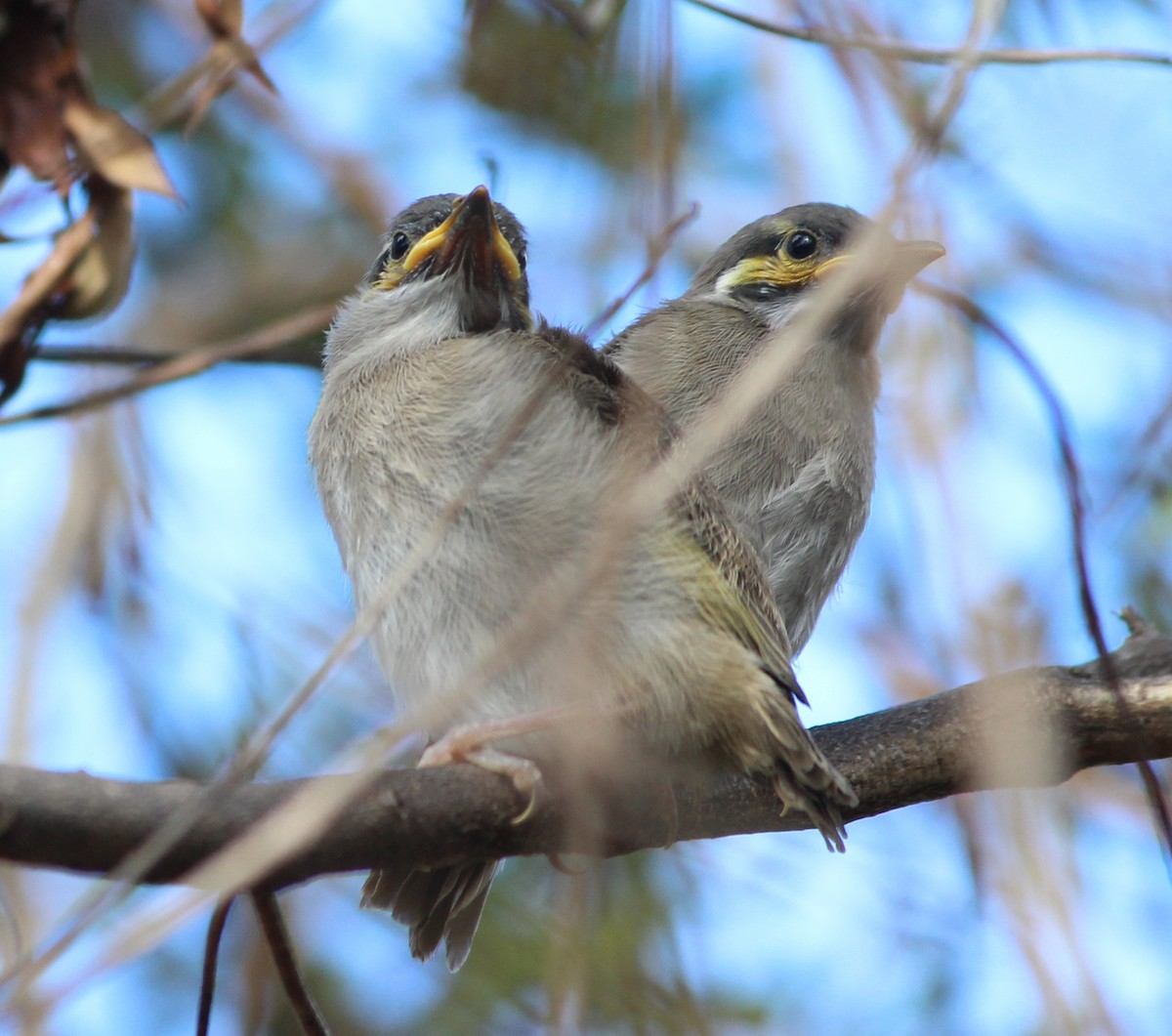 Sarı Yanaklı Balkuşu - ML647581656