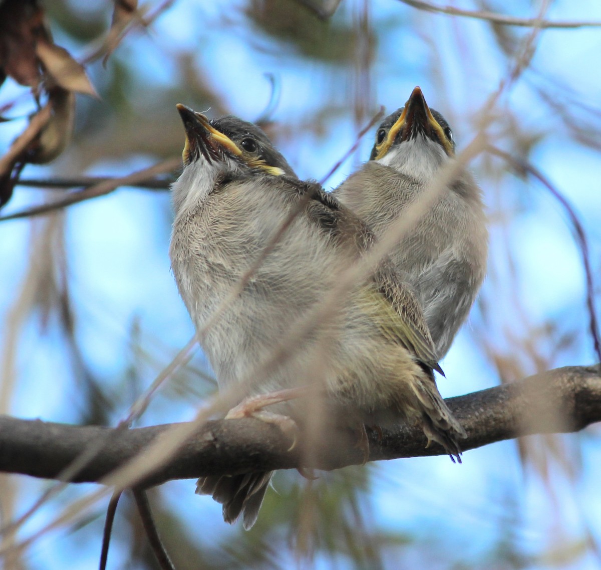 Sarı Yanaklı Balkuşu - ML647581659