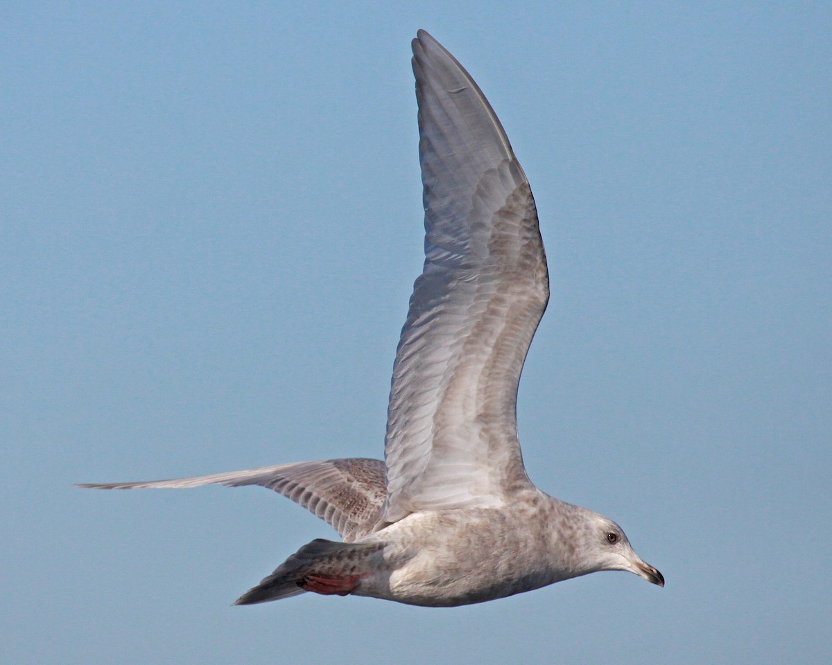 アイスランドカモメ（亜種 クムリーンカモメ） - ML647581688