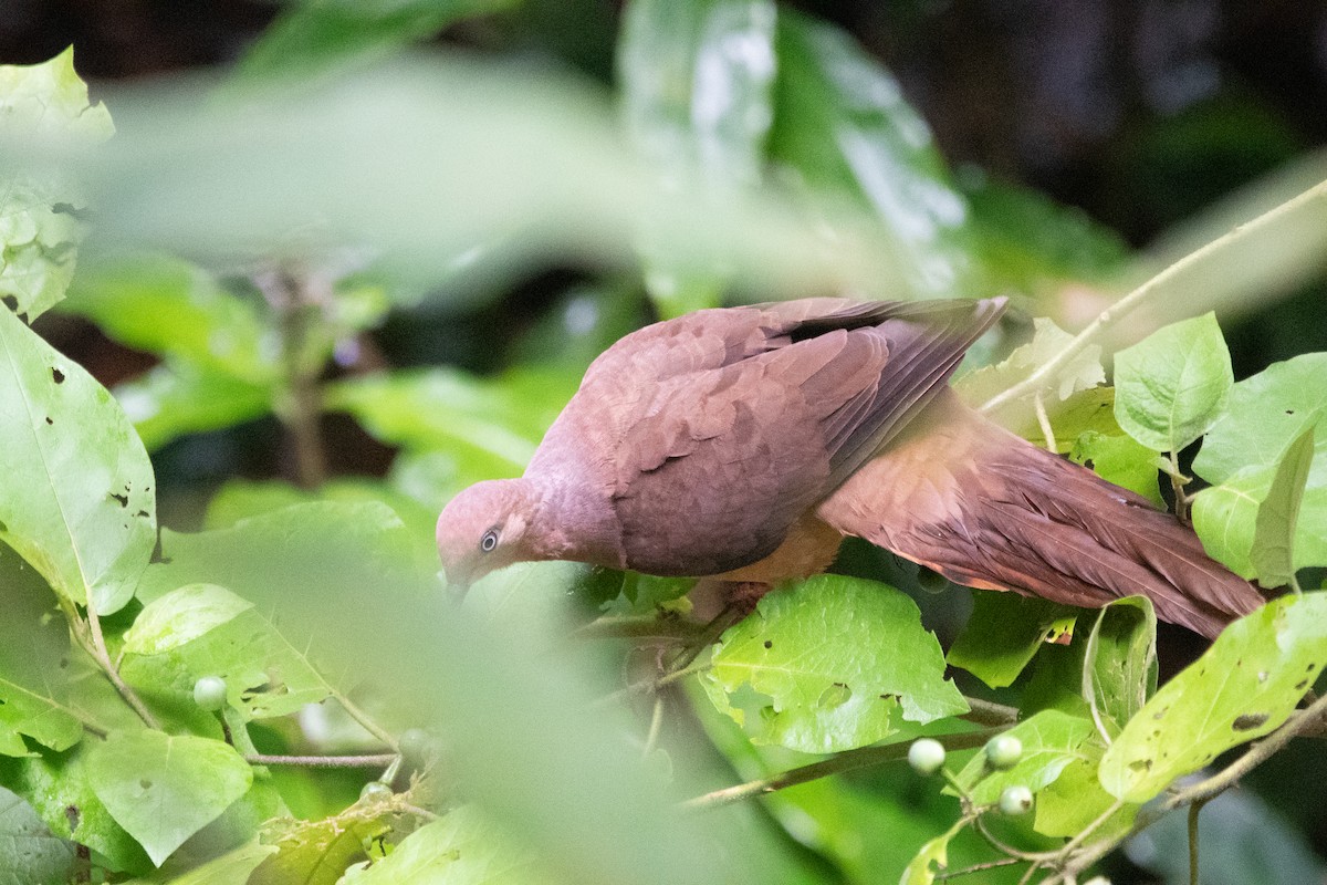 Brown Cuckoo-Dove - ML647581689