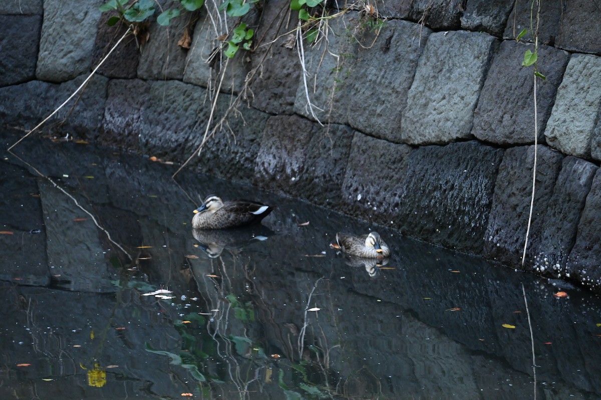 花嘴鴨 - ML647581692